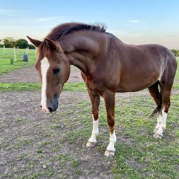 15.2Hh Hackney Gel... Horses for Sale