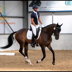 Beautiful French Thoroughbred Mare Horses for Sale
