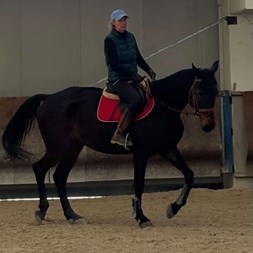 German Stallion  Horses for Sale
