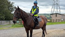 16.1hh bay mare