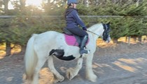 Gypsy Cob