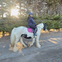 Gypsy Cob Horses for Sale