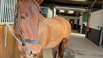 Stunning 15.3hh chestnut mare -talented and kind event prospect 