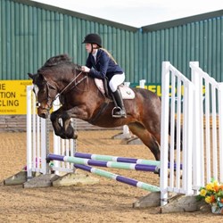 Rosa 14.1 Dales Cross Mare Horses for Sale