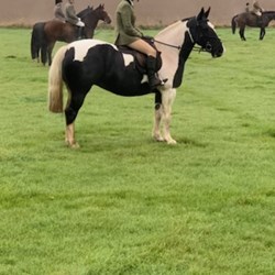 Top Quality Hunting Machine/Perfect... Ponies for Sale