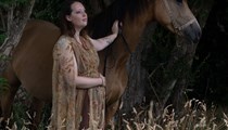 Stunning 15hh 4yo Buckskin Warmblood Mare