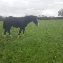 RID Youngster Available Horses for Sale