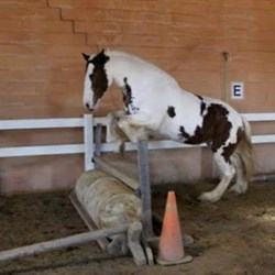Sweet Clydesdale Mare Horses for Sale