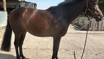 Project Mare