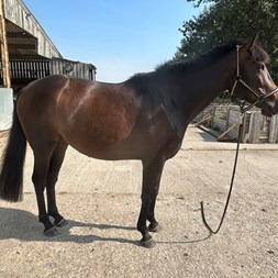Project Mare Horses for Sale