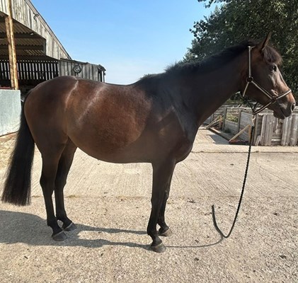 Project Mare