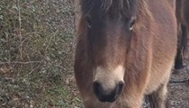 Project Exmoor Filly – 2YO