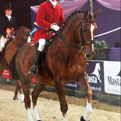 Heavyweight Show Hunter  Horses for Sale