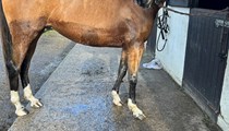 Stunning 15hh 4yo Buckskin Warmblood Mare