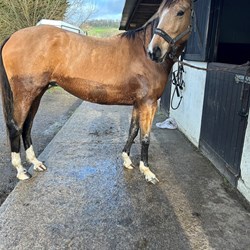 Stunning 15Hh 4Yo Buckskin Warmbloo... Horses for Sale