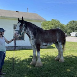 Pending 4-H Broke 8Yr Old Clyde Horses for Sale