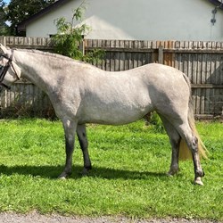 Smart Connemara Mare Young Stock for Sale