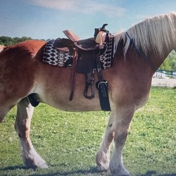  Uncropped Tail Belgian Gelding Horses for Sale