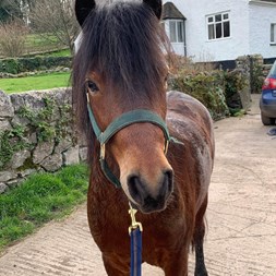 Reg Dartmoor Pony  Young Stock for Sale