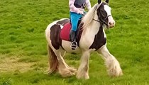 14.1hh cob gelding rising 6
