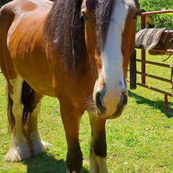  6Yr Old Clydesdale Mare Horses for Sale