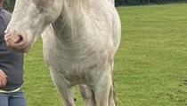 Blinkers striking cob gelding