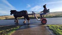 Minnie - 13.1/13.2hh 11yr old Black Cob Mare