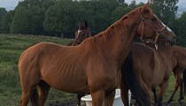 6yo unbroken 6yo chestnut mare 