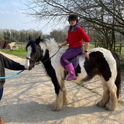 14 Hh Mare For Long Term Loan  Horses for Loan