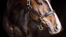 16.3hh 11yo ish gelsing