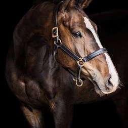 16.3Hh 11Yo Ish Ge... Horses for Sale