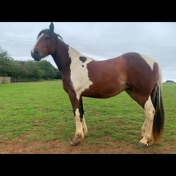 Pony For Sale Ponies for Sale