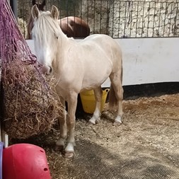 Palomino Gelding  Young Stock for Sale