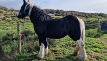 13.3hh coloured cob mare