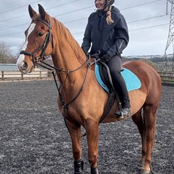 15.1Hh All Rounder Horses for Sale