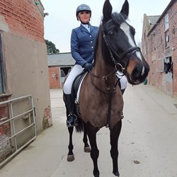 Kwpn Horses for Sale