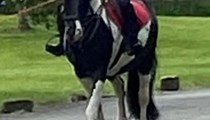 14hh 8 year old mare inc Tack- Fantastic Hack with Potential 