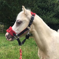 Palomino Gelding 15Mths Old  Young Stock for Sale