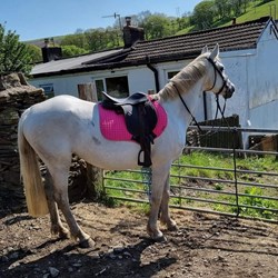 Bsh Mare For Sale  Horses for Sale