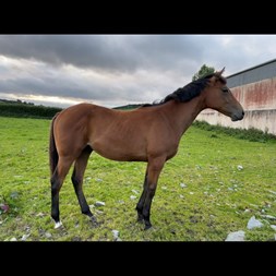 ISH TB GELDING  Young Stock for Sale