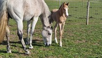 Exceptional Buckskin Sj and Eventing Colt 