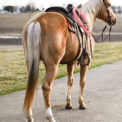  Palomino Draft Cross Gelding  Horses for Sale