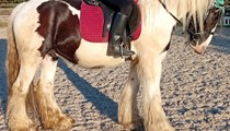 14.1hh cob gelding rising 6