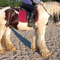14.1Hh Cob Gelding... Horses for Sale