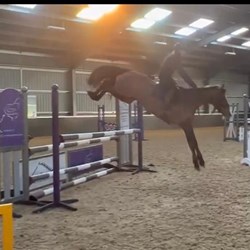 15.2Hh SJ/ Event Horses for Sale