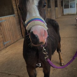 Welsh Section A Horses for Sale