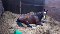 Irish x 15hh Mare for sale 