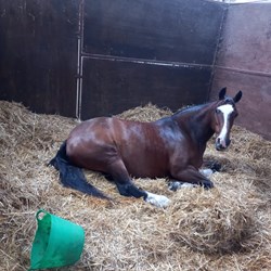 Irish X 15Hh Mare For Sale  Horses for Sale