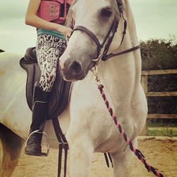 Beautiful Blue & White Arab X Ponies for Sale