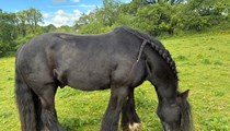 14hh black gelding 